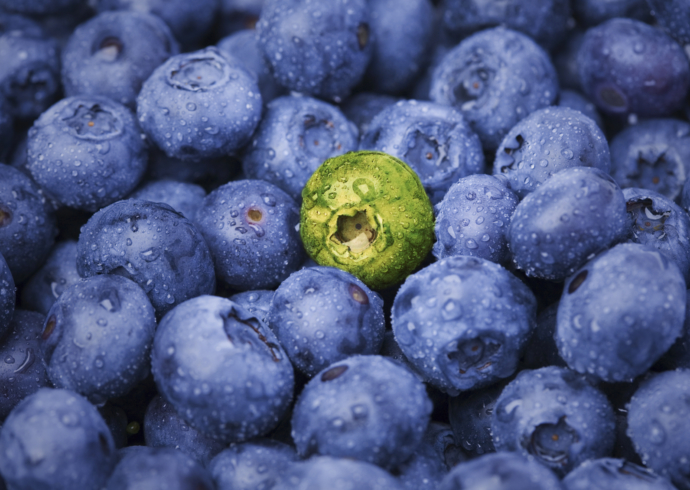 A close up of a jumble of fresh blueberries with a single unripened green berry in the center.