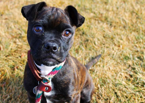 A close up of a small dark brown dog with a multicolored rope collar standing in the grass.