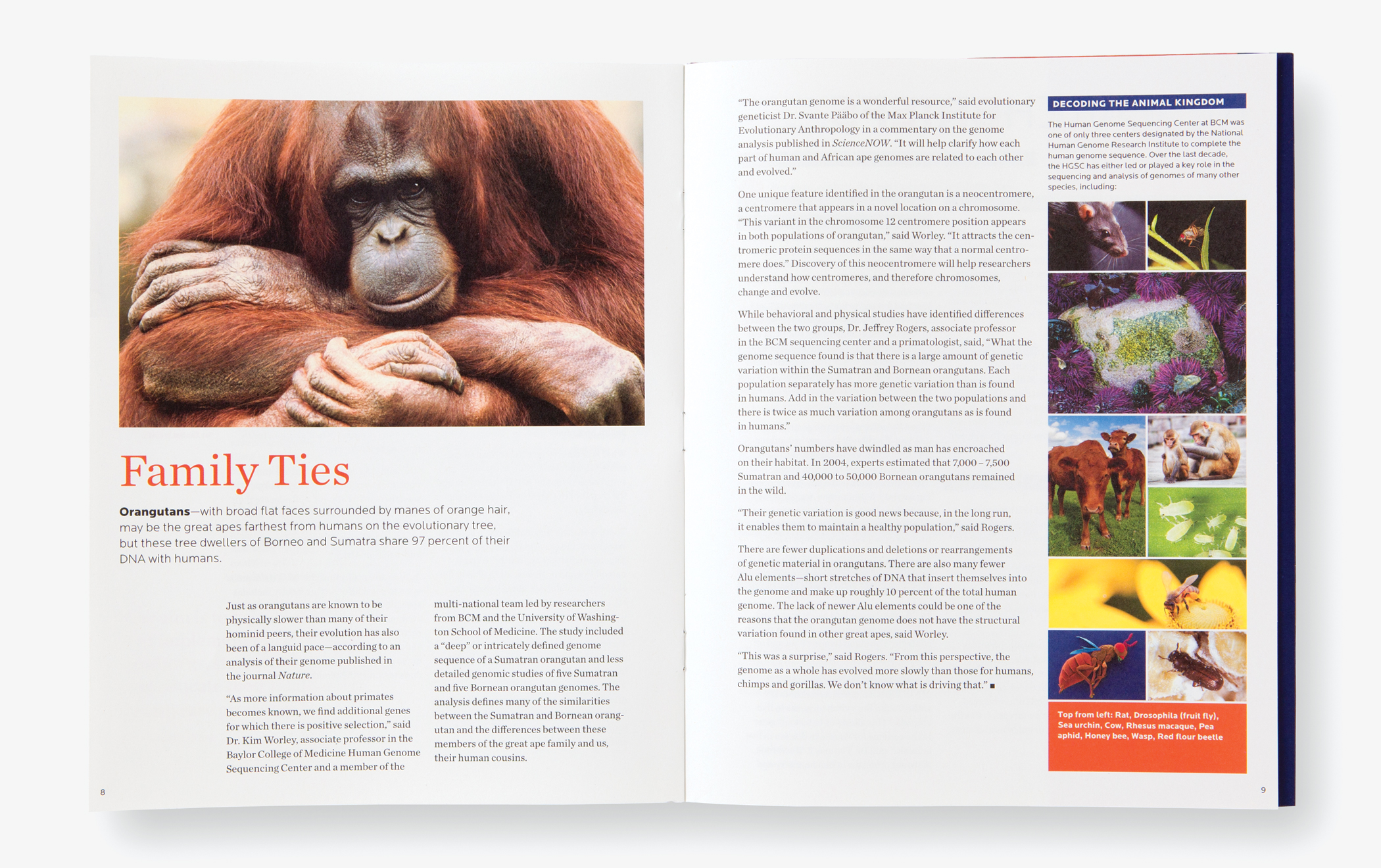 Pages from BCM Quarterly report with the title "Family Ties," main image of orangutans, and photos of other animals.