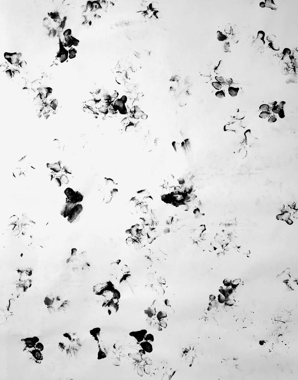 Many black inked paw prints on a large sheet of white paper. 