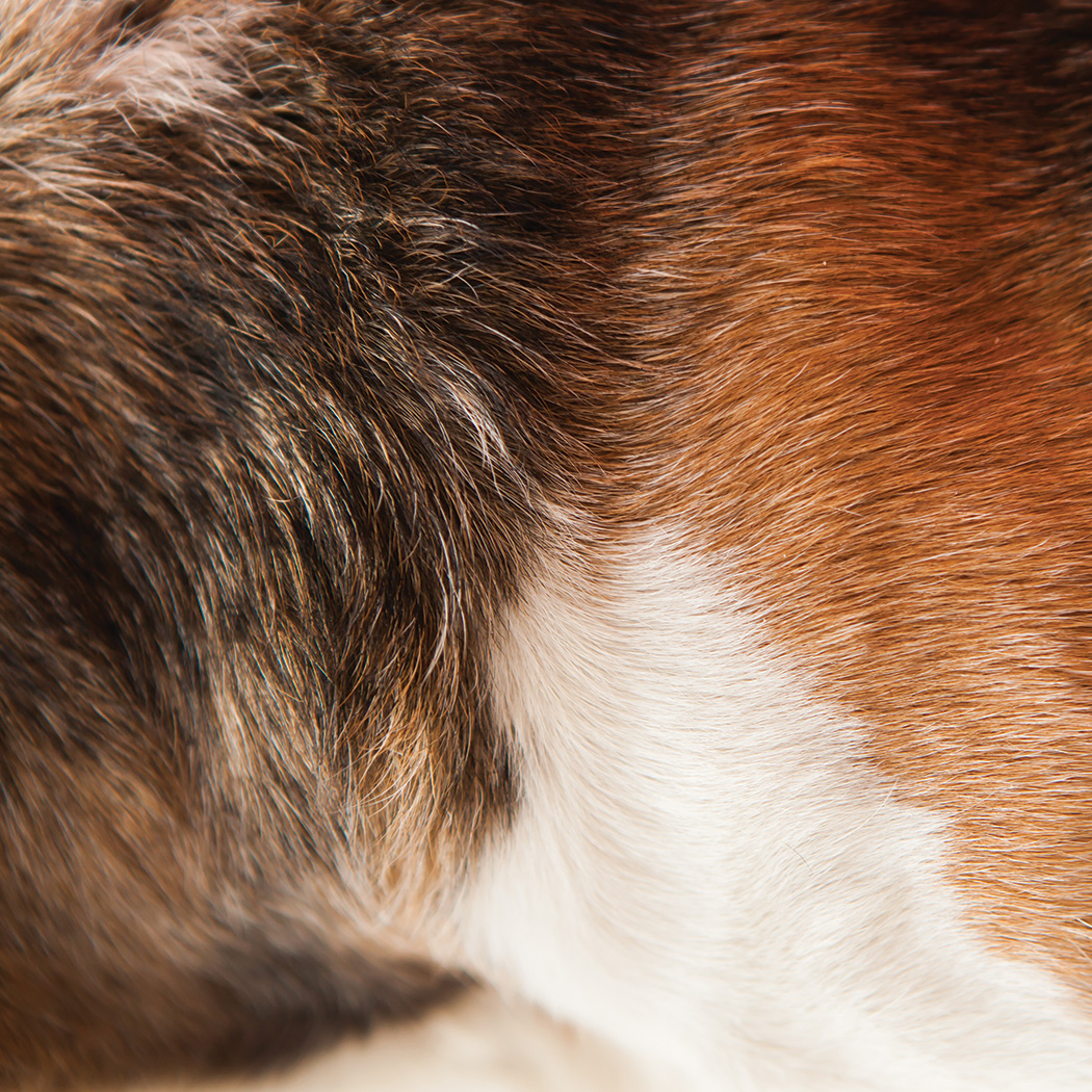 A close up a a brown and white dog's coat of fur.