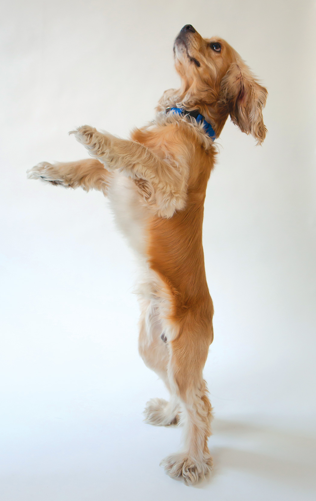 A small beige dog with a blue collar stretching upward on its hind legs.