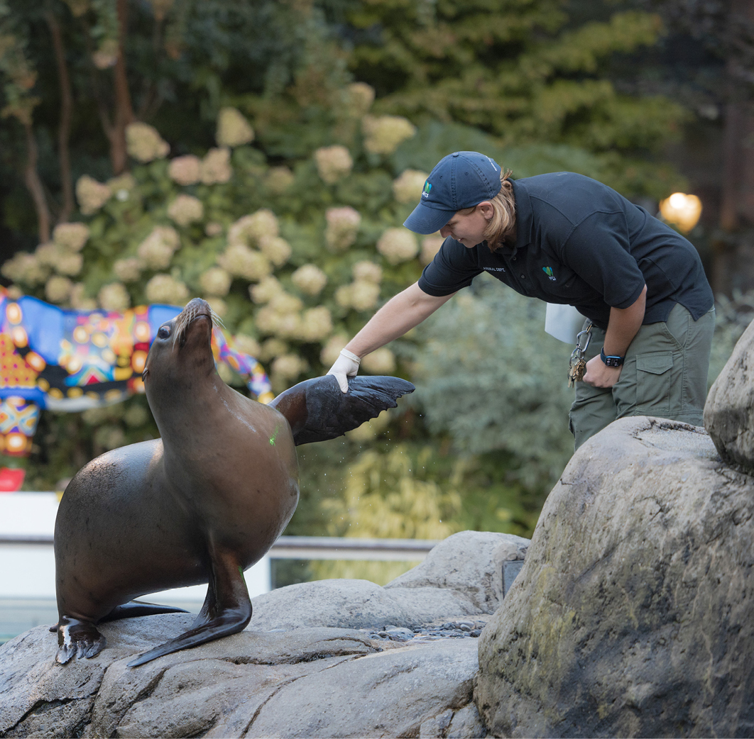 A Central Park Zoo attendant holding the fin of a sea lion.